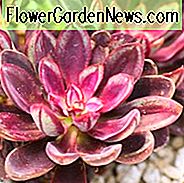 Echeveria nodulosa, gemalte Echeveria, Echeveria discolor, Echeveria misteca, Cotyledon nodulosa, rote Echeveria, grüne Echeveria, rote Sukkulente, grüne Succulent, Bicolor Echeveria