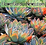 Echeveria Peacockii, Peacock Echeveria, Echeveria Desmentiana, blaue Echeveria, graue Echeveria, blaue Sukkulente, graue Sukkulente
