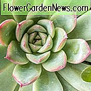 Echeveria prolifica, Prolific Echeveria, Blaue Echeveria, graue Echeveria, blaue Sukkulente, graue Sukkulente