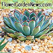 Echeveria pulidonis, Pulidos Echeveria, blaue Echeveria, graue Echeveria, blaue Sukkulente, graue Sukkulente