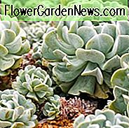 Echeveria runyonii 'Topsy Turvy', Echeveria 'Topsy Turvy', blaue Echeveria, graue Echeveria, blaue Sukkulente, graue Sukkulente