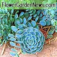 Echeveria secunda, Alte Henne-und-Hühner, Henne und Hühner, Blaue Echeveria, Glaucous Echeveria, Blaue Echeveria, graue Echeveria, Blaue Sukkulente, graue Sukkulente