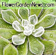 Echeveria setosa, mexikanischer Kracher, Firecracker-Anlage, flockige Echeveria, Firecracker Echeveria, Henne und Küken, grauer Echeveria, flockiger Succulent, grauer Succulent