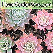 Echeveria shaviana, mexikanische Hennen, rosa Frills, Echeveria, mexikanische Hühner und Küken, Frilly Echeveria, gekräuselte Echeveria