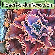 Echeveria 'Arlie Wright', 'Arlie Wright' Echeveria, rosa Echeveria, Purple Echeveria, rosa Sukkulente, lila Sukkulente, gekräuselte Echeveria, Frilled Echeveria