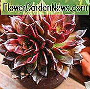 Echeveria Schwarzer Prinz, Schwarzer Prinz Echeveria, Schwarzer Echeveria, Schwarze Sukkulente, Schwarze Hennen und Küken