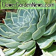 Echeveria blaues Atoll, blaues Atoll Echeveria, blaues Echeveria, graues Echeveria, blaue saftige, graue Succulent
