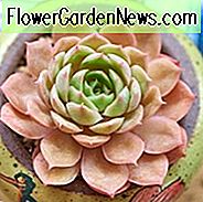 Echeveria Cassyz Winter, Cassyz Winter Echeveria, rosa Echeveria, rosa Sukkulenten, rosa Hennen und Küken
