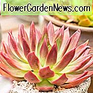 Echeveria Frank Reinelt, Frank Reinelt Echeveria, Rote Echeveria, Grüne Echeveria, Rote Sukkulente, Grüne Sukkulente