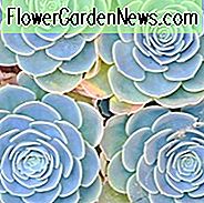 Echeveria 'Imbricata', 'Imbricata' Echeveria, Blaue Rose Echeveria, Rosa Echeveria, Blaue Echeveria, rosa Sukkulente, blaue Sukkulente