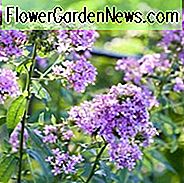 Phlox Paniculata 'Jeana', Phlox 'Jeana', Border Phlox 'Jeana', Herbst Phlox 'Jeana', Garten Phlox 'Jeana', mehrjährige Phlox 'Jeana', Sommer Phlox 'Jeana, lila Phlox, lila Blüten