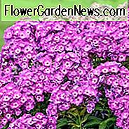 Phlox Paniculata 'Laura', Phlox 'Laura', Border Phlox 'Laura', Herbst Phlox 'Laura', Garten Phlox 'Laura', Mehrjährige Phlox 'Laura', Sommer Phlox 'Laura', Lila Phlox