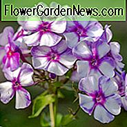 Phlox paniculata Neon Flare Blau, Border Phlox 'Neon Flare Blau', Herbst Phlox 'Neon Flare Blau', Garten Phlox 'Neon Flare Blau', Mehrjähriger Phlox 'Neon Flare Blau', Sommer Phlox 'Neon Flare Blau', Zweifarbig Phlox