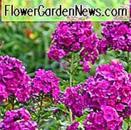 Phlox Paniculata 'Nicky', Phlox 'Nicky', Border Phlox 'Nicky', Herbst Phlox 'Nicky', Garten Phlox 'Nicky', mehrjährige Phlox 'Nicky', Sommer Phlox 'Nicky', lila Phlox