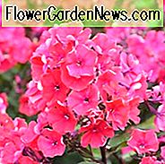 Phlox Paniculata 'Starfire', Phlox 'Starfire', Border Phlox 'Starfire', Herbst Phlox 'Starfire', Garten Phlox 'Starfire', mehrjährige Phlox 'v', Sommer Phlox 'Starfire', rote Phlox, rote Blüten