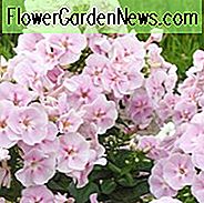 Phlox paniculata Younique Bicolor, Borke Phlox 'Younique Bicolor', Herbst Phlox 'Younique Bicolor', Garten Phlox 'Younique Bicolor', mehrjährige Phlox 'Younique Bicolor', Sommer Phlox 'Younique Bicolor', Younique Serie, rosa Phlox, weiße Phlox
