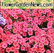Phlox paniculata Coral Flame, Phlox 'Coral Flame', Phlox 'Coral Flame', Phlox 'Coral Flame', Phlox 'Coral Flame', Phlox 'Coral Flame', Phlox paniculata 'Barsixtytwo', FLAME, Coral Phlox