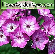 Phlox paniculata Flamme lila Auge, Grenze Phlox 'Flamme lila Auge', Herbst Phlox 'Flamme lila Auge', Garten Phlox 'Flamme lila Auge', mehrjährige Phlox 'Flamme lila Auge', Sommer Phlox 'Flamme lila Auge', Phlox paniculata 'Barthirtythree ', FLAME Serie, Lila Phlox