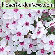 Phlox paniculata Flame White Eye, Borke Phlox 'v', Herbst Phlox 'Flamme Weißes Auge', Garten Phlox 'Flamme Weißes Auge', Mehrjährige Phlox 'Flamme Weißes Auge', Sommer Phlox 'Flamme Weißes Auge', Phlox paniculata 'Barsixty', FLAME-Serie, weißer Phlox