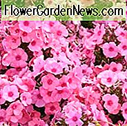Phlox paniculata Hellrosa Flamme, Border Phlox 'Hellrosa Flamme', Herbst Phlox 'Hellrosa Flamme', Garten Phlox 'Hellrosa Flamme', Mehrjährige Phlox 'Hellrosa Flamme', Sommer Phlox 'Hellrosa Flamme', FLAME Serie, Rosa Phlox