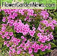 Phlox paniculata Rosa Flamme, Border Phlox 'Rosa Flamme', Herbst Phlox 'Rosa Flamme', Garten Phlox 'Rosa Flamme', Mehrjährige Phlox 'Rosa Flamme', Sommer Phlox 'Rosa Flamme', Phlox paniculata 'Bartwelve', FLAME Serie, Rosa Phlox
