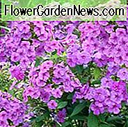 Phlox paniculata Lila Flamme, Border Phlox 'Lila Flamme', Herbst Phlox 'Lila Flamme', Garten Phlox 'Lila Flamme', Mehrjährige Phlox 'Lila Flamme', Sommer Phlox 'Lila Flamme', Phlox paniculata 'Barfourteen', FLAME Serie, Lila Phlox