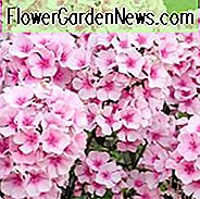 Phlox Paniculata 'Helle Augen', Phlox 'Helle Augen', Border Phlox 'Helle Augen', Herbst Phlox 'Helle Augen', Garten Phlox 'Helle Augen', Mehrjährige Phlox 'Helle Augen', Sommer Phlox 'Helle Augen', Rosa Phlox