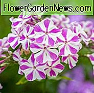 Phlox paniculata Candy Twist, Border Phlox 'Candy Twist', Herbst Phlox Candy Twist, Garten Phlox 'Candy Twist', mehrjährige Phlox 'Candy Twist', Sommer Phlox 'Candy Twist', zweifarbige Phlox
