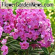 Phlox Paniculata 'Eva Cullum', Phlox 'Eva Cullum', Border Phlox 'Eva Cullum', Herbst Phlox 'Eva Cullum', Garten Phlox 'Eva Cullum', Mehrjährige Phlox 'Eva Cullum', Sommer Phlox 'Eva Cullum'