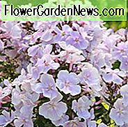 Phlox Paniculata 'Franz Schubert', Phlox 'Franz Schubert', Border Phlox 'Franz Schubert', Herbst Phlox 'Franz Schubert', Garten Phlox 'Franz Schubert', mehrjähriger Phlox 'Franz Schubert', Sommer Phlox 'Franz Schubert', weißer Phlox, weiße Blumen