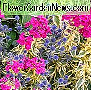 Phlox Paniculata 'Goldmine', Phlox 'Goldmine', Border Phlox 'Goldmine', Herbst Phlox 'Goldmine', Garten Phlox 'Goldmine', Mehrjährige Phlox 'Goldmine', Sommer Phlox 'Goldmine', Rosa Phlox, Bunte Phlox
