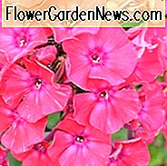 Phlox Paniculata 'Grenadine Traum', Phlox 'Grenadine Traum', Border Phlox 'Grenadine Traum', Herbst Phlox 'Grenadine Dream', Garten Phlox 'Grenadine Dream', mehrjährige Phlox 'Grenadine Dream', Sommer Phlox 'Grenadine Dream', rote Phlox, Rote Blumen