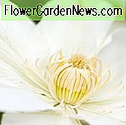 Clematis 'Guernsey Cream', Storblomstret Clematis 'Guernsey Cream', Gruppe 2 Clematis, Hvid Clematis, Creme Clematis, Clematis Vine, Clematis Plant, Blomstervine, Clematis Blomst, Klematis Beskæring