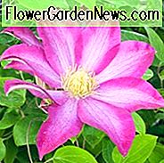 Clematis 'Pink Champagne', Storblomstrede Clematis 'Pink Champagne', Clematis 'Kakio', Gruppe 3 Clematis, Pink Clematis, Clematis Vine, Clematis Plant, Blomstervine, Clematis Blomst, Klematis Beskæring