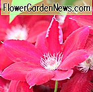 Clematis 'Rebecca', Clematis 'Rebecca', Clematis 'Evipo016', gruppe 2 clematis, Rødklematis, Clematis Vine, Clematis Plant, Blomstervine, Clematisblomst, Klematis Beskæring,