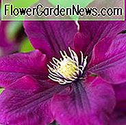 Clematis 'Rosemoor', Klematis 'Rosemoor', Clematis 'Evipo002', gruppe 2 clematis, Rødklematis, Clematis Vine, Clematis Plant, Blomstervine, Clematisblomst, Klematis Beskæring,