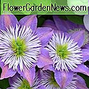 Clematis 'Crystal Fountain', Clematis 'Crystal Fountain', Clematis 'Evipo038', Clematis 'Fairy Blue', gruppe 2 clematis, Lavendel clematis, Blå Clematis, Clematis Vine, Clematis Plant, Blomstervine, Clematis Blomst, Klematis Beskæring,