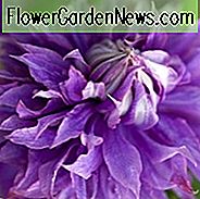 Clematis 'Diamantina', Clematis 'Diamantina', Clematis 'Evipo039', Gruppe 2 clematis, Dobbeltklematis, Lavendelklematis, Blå Clematis, Lilla Clematis, Clematis Vine, Clematis Plant, Blomstervine, Clematisblomst, Klematis Beskæring,