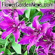 Clematis 'Fleuri', Clematis 'Fleuri', Clematis 'Evipo042', Gruppe 2 Clematis, Lilla Clematis, Clematis Vine, Clematis Plant, Blomstervine, Clematisblomst, Klematis Beskæring