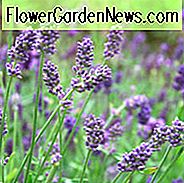 Lavandula x Intermedia Provence, Lavendel 'Provence', Lavandin 'Provence', Fat Spike Lavendel 'Provence', Purpurblüten, Trockentoleranzpflanze, Sommerblüten, hirschresistente Pflanzen, duftende Blüten
