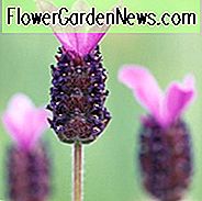 Lavandula Stoechas 'Fathead', französischer Lavendel 'Fathead', spanischer Lavendel 'Fathead', Schmetterlingslavendel 'Fathead', violette Lavendel, trockentolerante Pflanze, Sommerblüten, hirschresistente Pflanzen, duftende Blüten