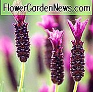 Lavandula Stoechas 'Regal Splendor', französischer Lavendel 'Regal Splendor', spanischer Lavendel 'Regal Splendor', Schmetterlingslavendel 'Regal Splendor', violette Lavendel, trockentolerante Pflanze, Sommerblüten, hirschresistente Pflanzen