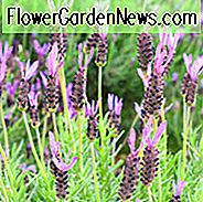 Lavandula Stoechas, spanischer Lavendel, französischer Lavendel, Schmetterlingslavendel, Bravavendel, Lavendelballerina, Lavandula Stoechas subsp. Stoechas, Lavandula Pedunculata subsp. Pedunculata, Lavandula Stoechas Leucantha, Lavendel mit Liebe