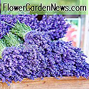 Lavendel-Blumen, Lavendel-Blume, englischer Lavendel, spanischer Lavendel, französischer Lavendel, frühe Lavendel, Lavendel-blühende Zeiten, lavandula angustifolia, lavandula stoechas, lavandula x intermedia