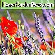 Lavendel-Blumen, Lavendel-Blume, blauer Lavendel, rosafarbener Lavendel, weißer Lavendel, purpurroter Lavendel, englischer Lavendel, spanischer Lavendel, französischer Lavendel, gemeiner Lavendel, zutreffender Lavendel, lavandula angustifolia, lavandula stoechas, lavandula x intermedia