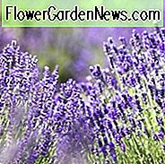 duftende Lavendel, stark duftende Lavendel, Lavendel, Lavandin, Lavandula angustifolia, Lavandula x Intermedia, duftende Lavendel