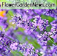 Lavandula Angustifolia 'Folgate', englischer Lavendel 'Folgate', Lavendel 'Folgate', Lavandula 'Folgate', Lavendel, Lavendel, Lavendel, lila Blüten, Trockenpflanzen, widerstandsfähige Pflanzen, duftende Blüten