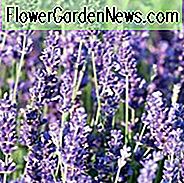 Lavandula Angustifolia 'Royal Velvet', englischer Lavendel 'Royal Velvet', Lavendel 'Royal Velvet', Lavandula 'Royal Velvet', Lavendel-Pflanzen, Lavendelblüten, Lavendel-Pflanze, lila Blüten, Trockenheit tolerante Pflanzen, Hirsch-resistente Pflanzen, duftende Blüten