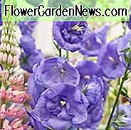 Campanula Persicifolia 'Blue Bloomers', Fairy Bellflower 'Blue Bloomers', Fairy Bells 'Blue Bloomers', Peach Bells 'Blue Bloomers', Petticoat Bellflower 'Blue Bloomers', Willow Bell 'Blue Bloomers', Peachleaf Bellflower 'Blue Bloomers', Blau Blumen