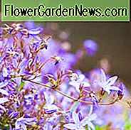 Campanula, Glockenblumen, Canterbury Bells, Harenbells, Tassen und Untertassen, Karpaten Glockenblumen, serbische Glockenblumen, Steingärten